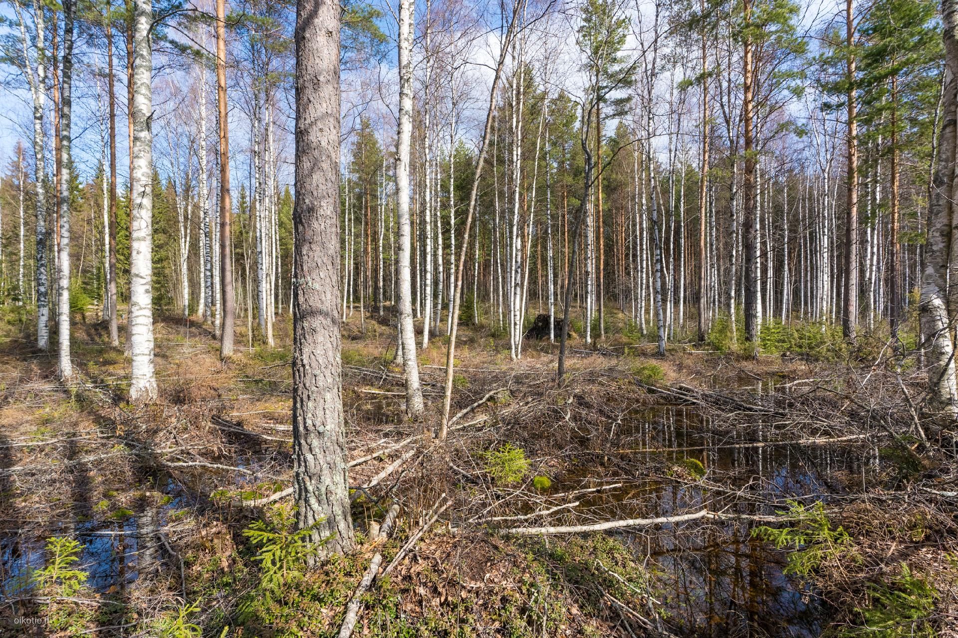 Tontti, 2 970 m², Keuruu - View 5