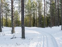 Kuontivaaran latu kulkee aivan tonttien vierestä