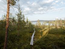 Pitkospuut rantaan