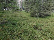 Tonttien maastokuvaa