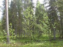 Pello, Miekojärvi, Karhumaan ranta-asemakaava
