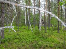 Sodankylä, Luosto Orresokka