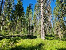 Sotkamo, Pieni-Kiimanen, Kaitainsalmi