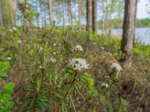 Varkaus, Miehalanjärvi, Sopalanniementie