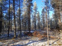 Savukoski, Pykäläinen-Kuttusoja, Kemijoki, Kuttusojantie