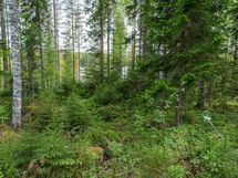 Varkaus, Miehalanjärvi, Sopalanniemenpolku