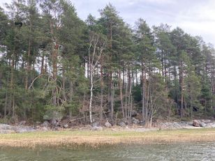 Kohdekuva