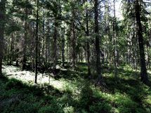 Ylöjärvi, Kuru, Iso-Mustajärvi pohjoinen