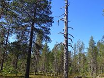 Sodankylä, Saariselkä, Kakslauttanen, Kopararova
