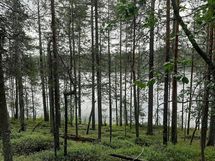 Lieksa, Savijärvi