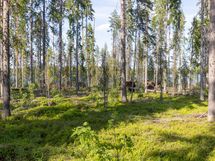 Sotkamo, Pieni-Kiimanen, Kaitainsami