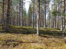 Pudasjärvi, Syöte, Pytkynharju
