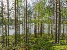 Varkaus, Miehalanjärvi, Sopalanniementie