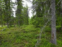 Sodankylä, Luosto