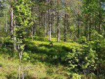 Sodankylä, Luosto Orresokka