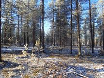 Savukoski, Pykäläinen-Kuttusoja, Kemijoki, Kuttusojantie