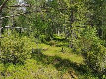 Sodankylä, Luosto Orresokka