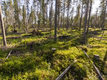 Sotkamo, Pieni-Kiimanen, Kaitainsami