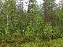Kuhmo, Iso-Kupsunen, Hukkajärventie