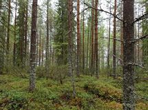 Kuhmo, Iso-Rommakkojärvi, Lautakankaantie