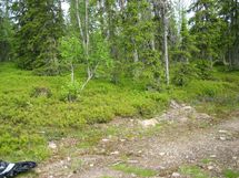 Sodankylä, Luosto