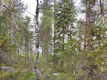 Kajaani, Laakajärvi, Haahkantie 