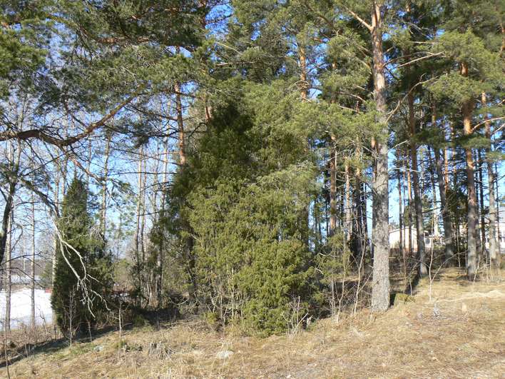 Tontti, 1 715 m², Karuna – pohled 3