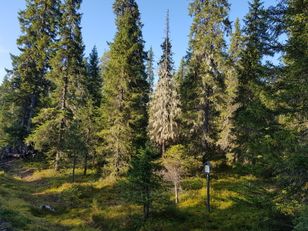 Kohdekuva