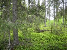 Pello, Miekojärvi, Karhumaan ranta-asemakaava