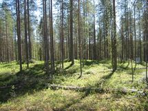 Suomussalmi, Kaunisniemi-Merkkivirta