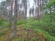 Kaavi, Rauvanlampi