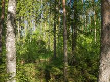 Heinävesi, Jänisvesi, Palokki