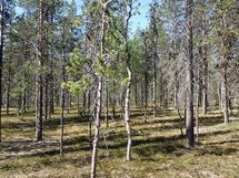 Sodankylä, Saariselkä, Kakslauttanen Kopararova