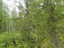 Pello, Miekojärvi, Karhumaan ranta-asemakaava