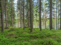 Varkaus, Miehalanjärvi, Sopalanniementie