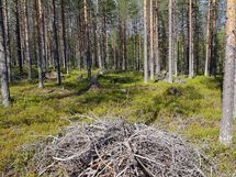 Kemijärvi, Pyhätunturi