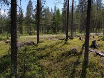 Kemijärvi, Pyhätunturi