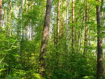 Hankasalmi Hiidenjärvi