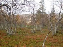 Inari, Saariselkä, Kaunispään Rinnealue