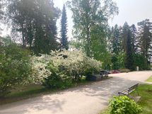 Pihatie