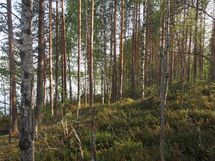 Lieksa, Hämeenjärvi, Hämeensuo