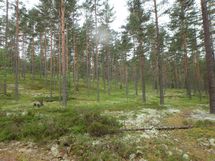 Jämijärvi, harjualue