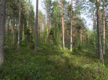 Varkaus, Miehalanjärvi, Sopalanniemenkuja