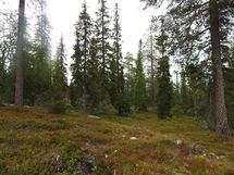 Sodankylä, Luosto