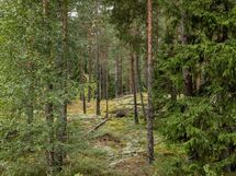 Salo, Särkisalo, Karhumäki