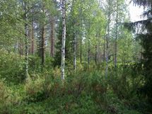 Puolanka, Paljakka