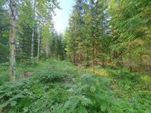 Heinävesi, Suuri Humalajärvi