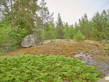 Kaunis metsämaisema takapihalla.