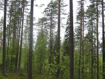 Pello, Miekojärvi, Karhumaan ranta-asemakaava