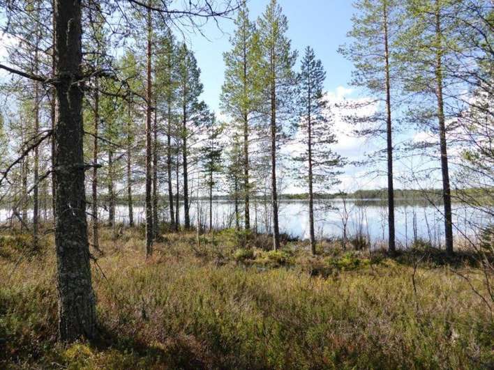 Tontti, 5 700 m², Piispajärvi, Suomussalmi